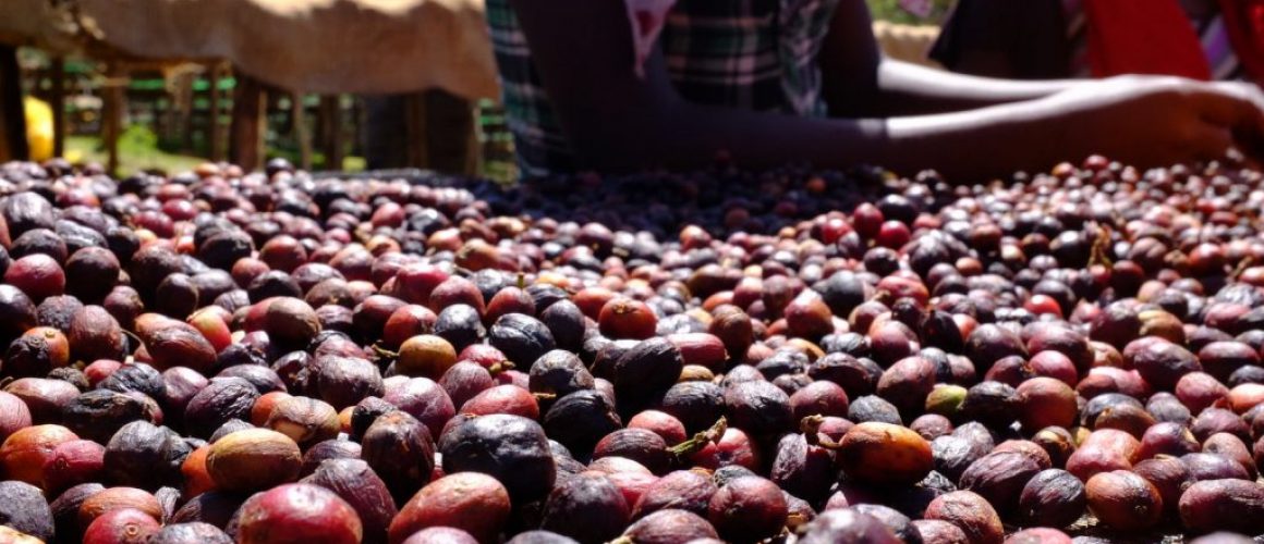 Coffee Delays in Ethiopia